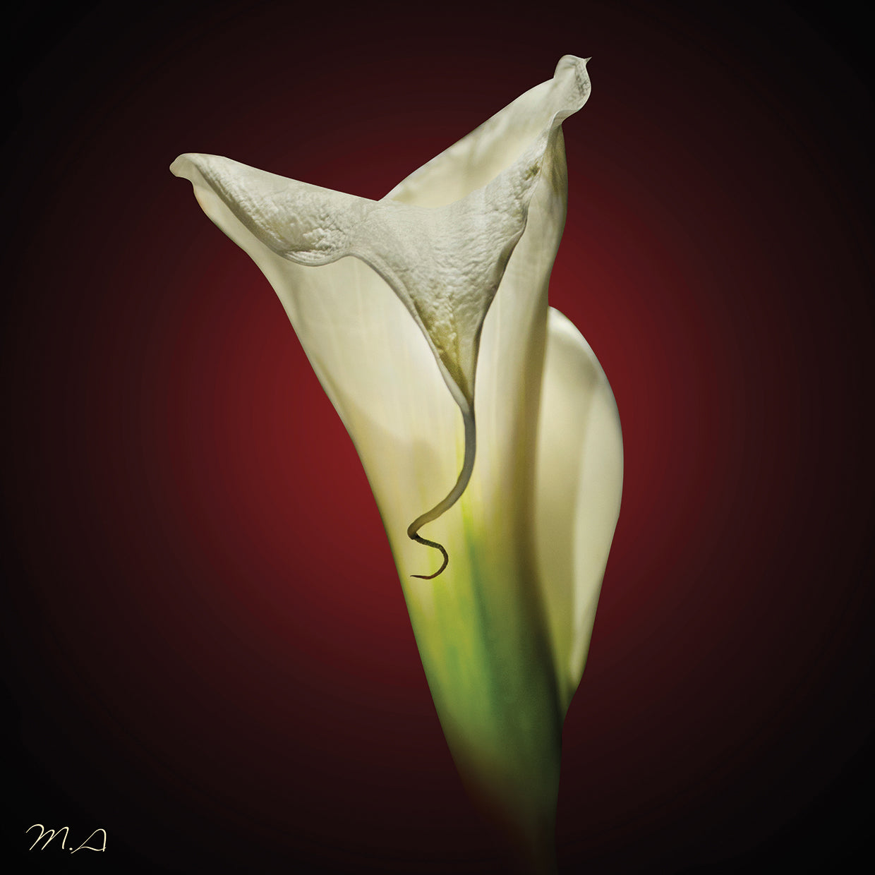 Cala Lily 2