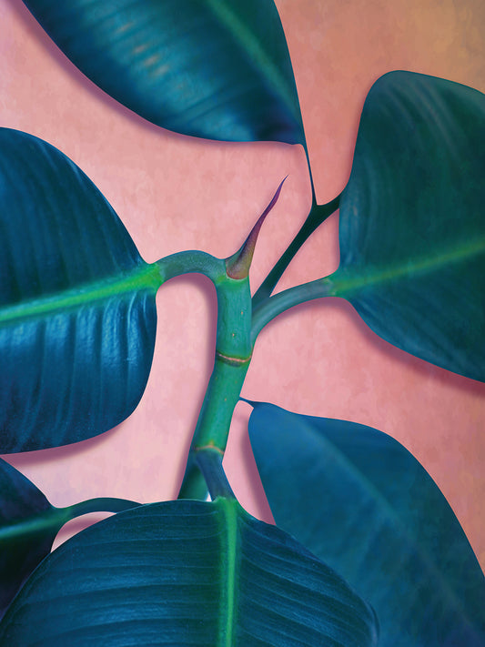 Ficus Elastica Canvas Art