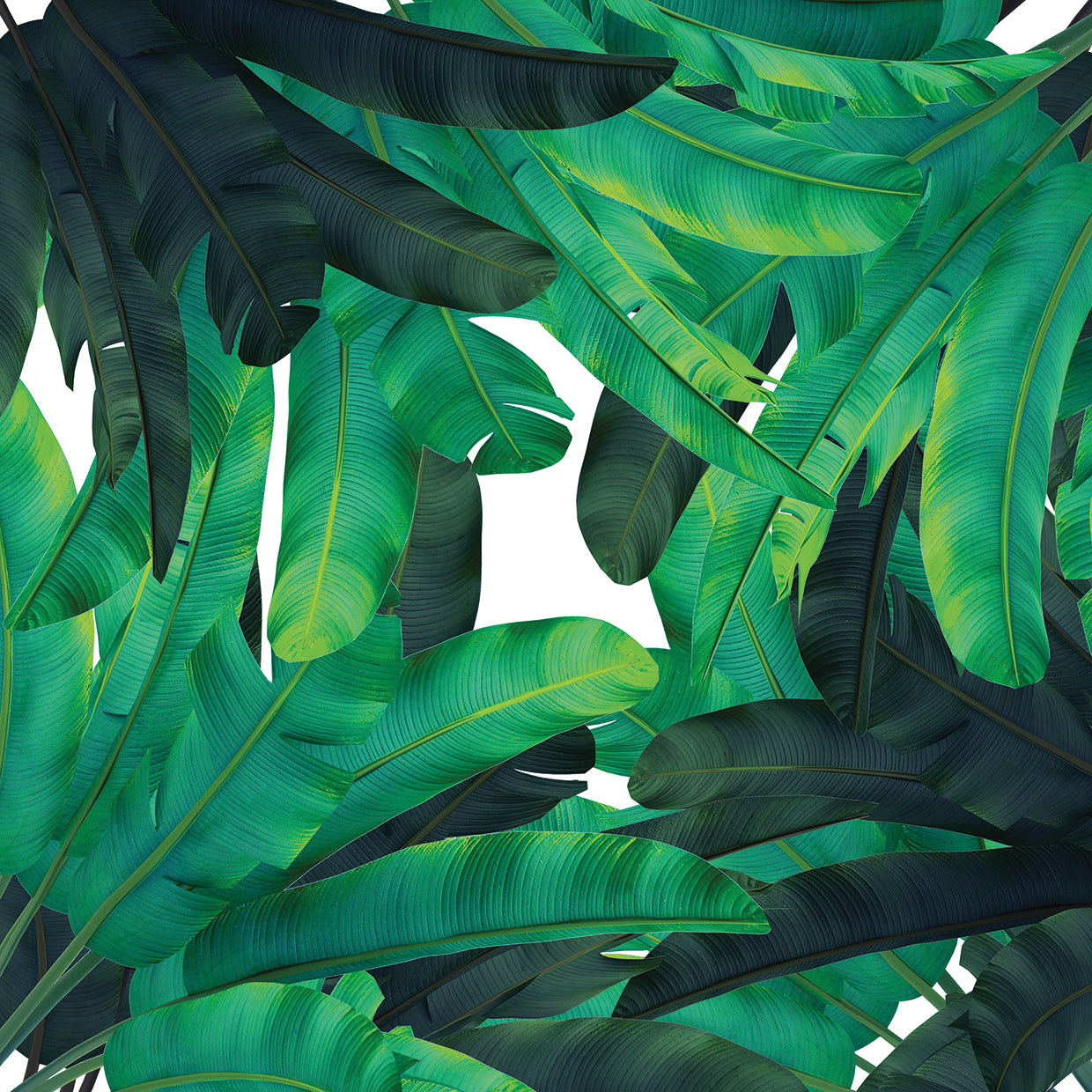 Tropical Leaves