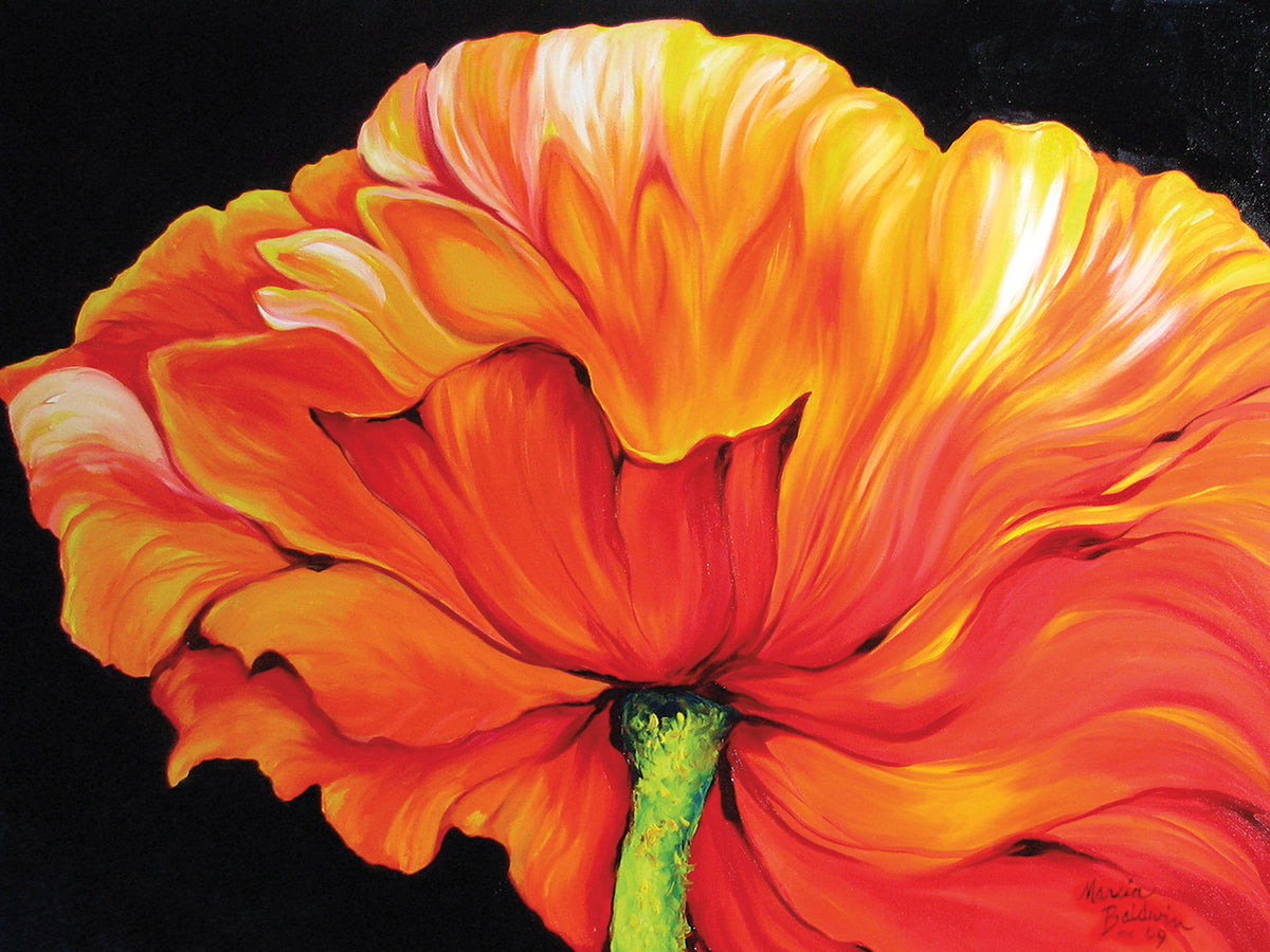 A Single Poppy