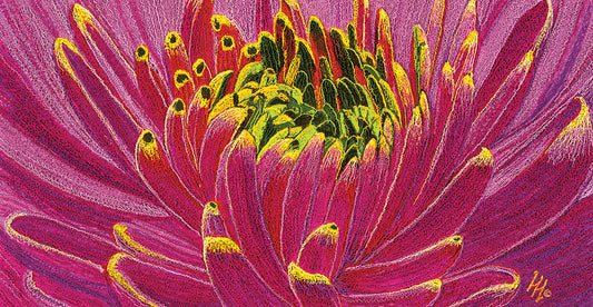 Pink Chrysanthemum Canvas Print