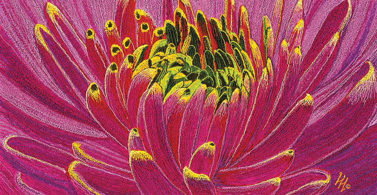 Pink Chrysanthemum