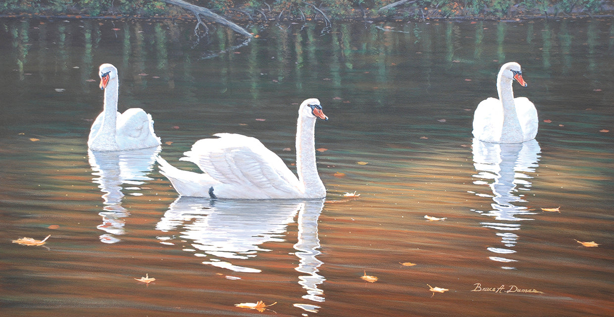 Back Lit Swans
