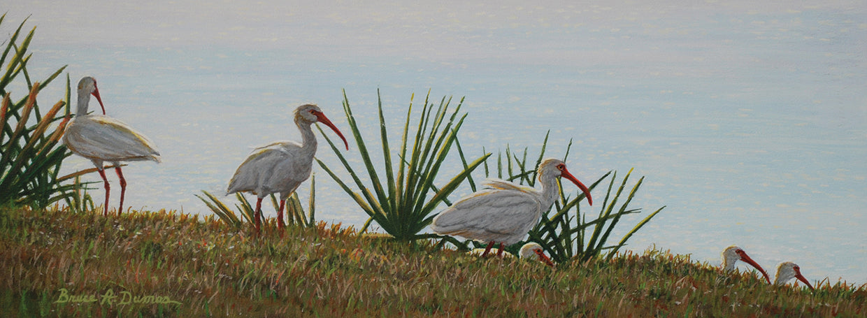 Ibis Outing
