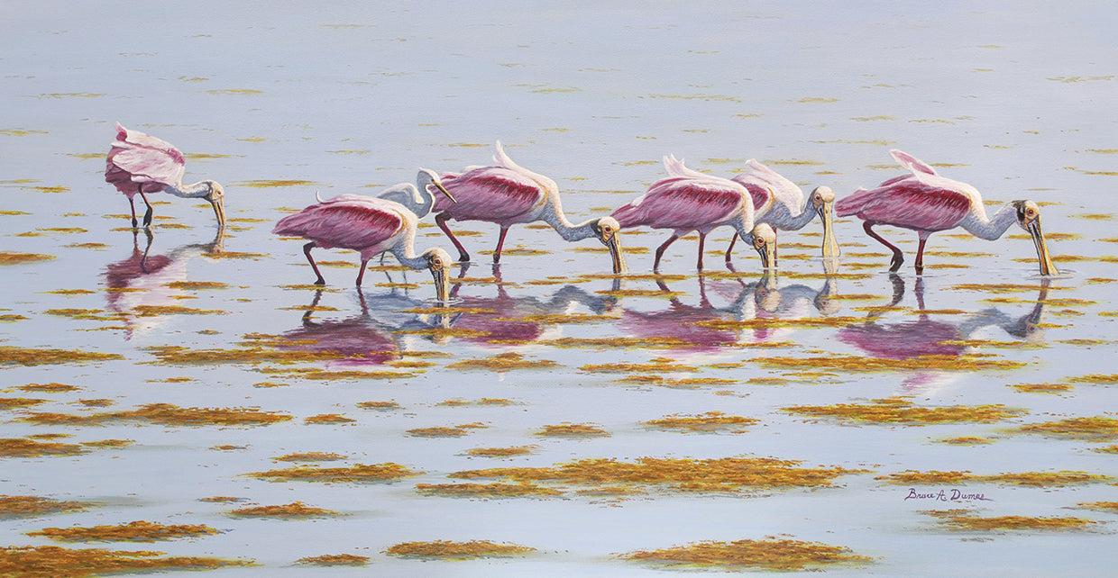 Spoonbills Feeding