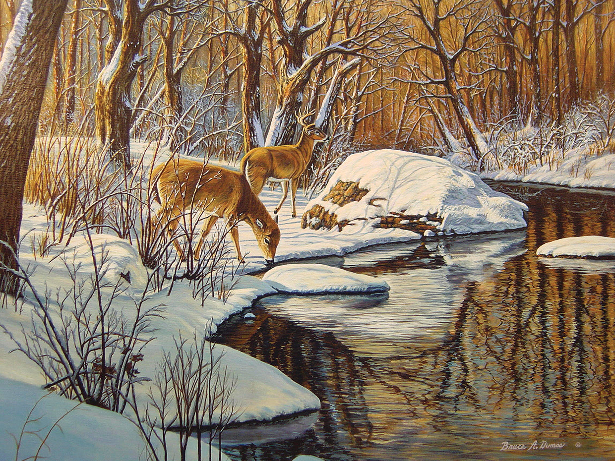 Quinnipiac River White Tails