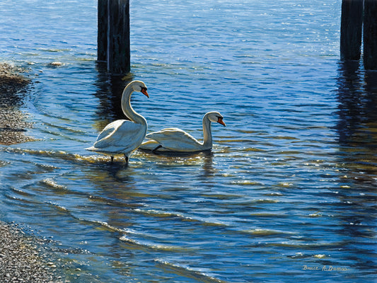 Glistening Water Swans Canvas Art