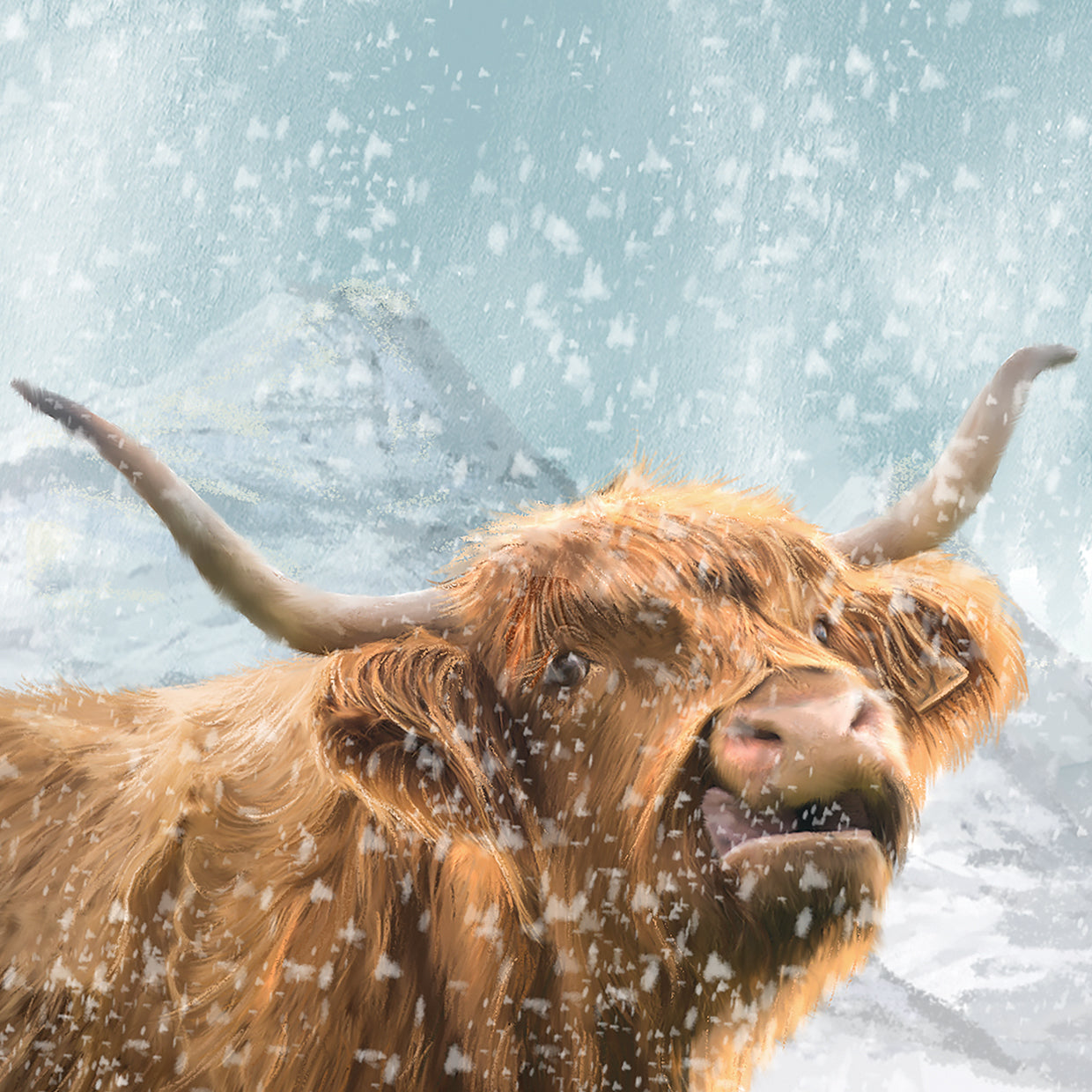 Highland Cow 1