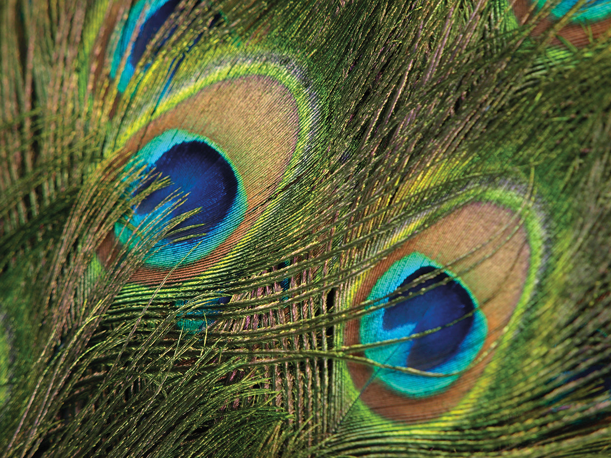 Natural Detail 29