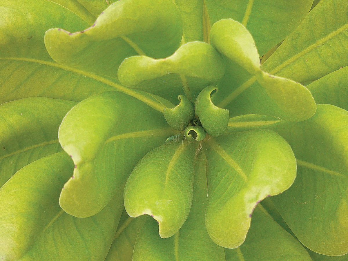 Natural Detail 34