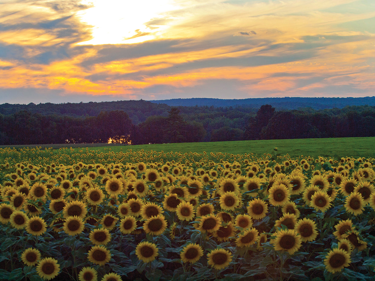 Sunflower11
