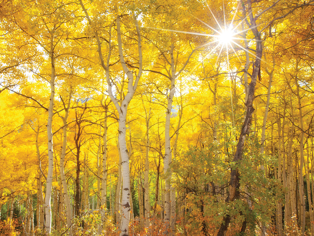 Aspen Morning