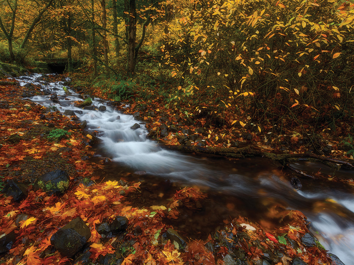Creekside Colors
