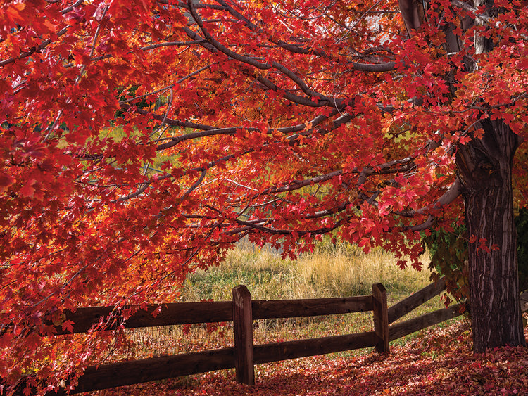 Flames on the Fence Master