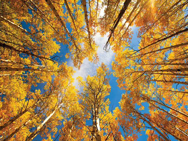 Towering Aspens