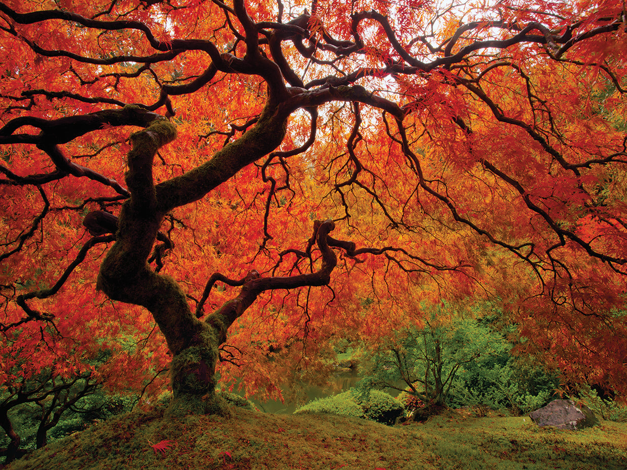 Tree Fire