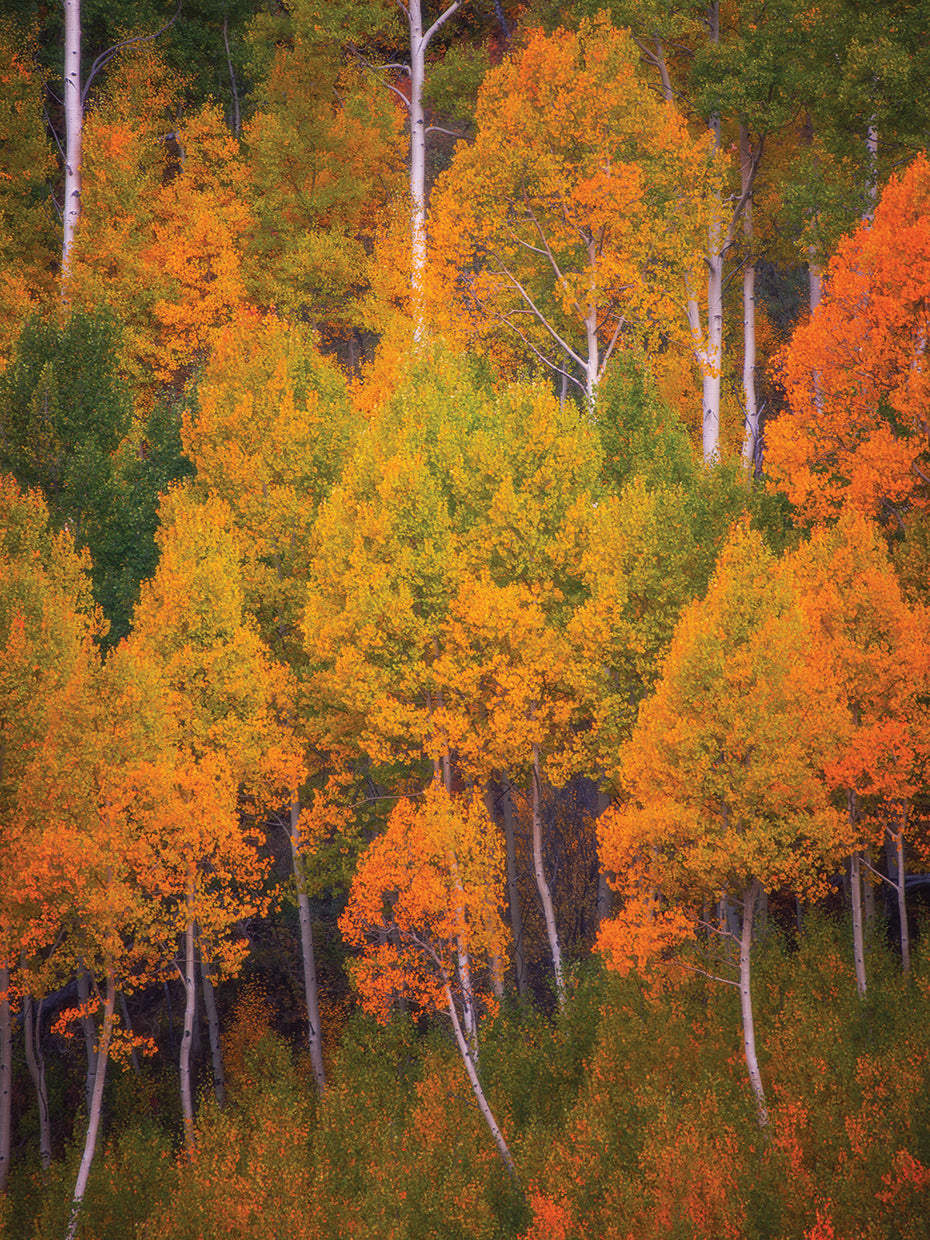 Autumn Trees