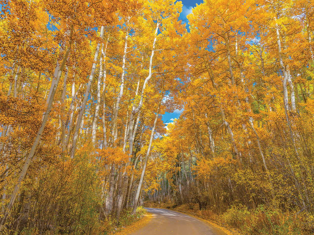 Colors of Fall