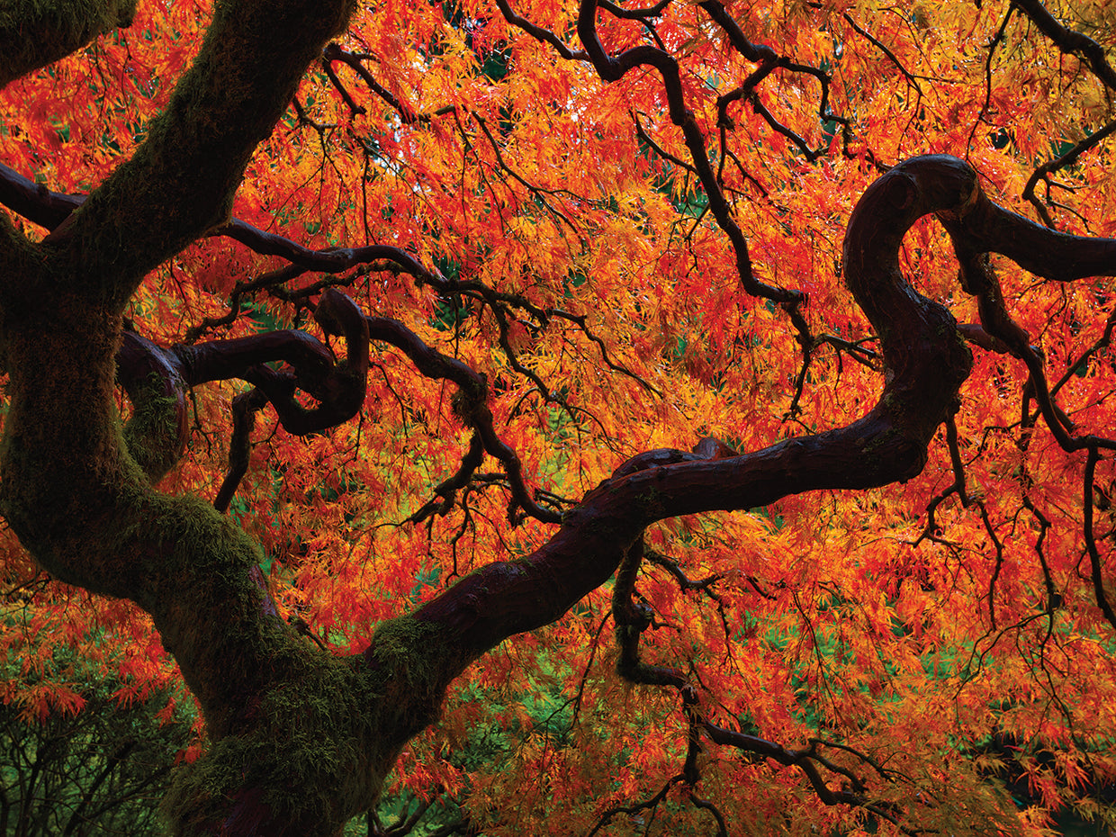 Fall Chaos copy