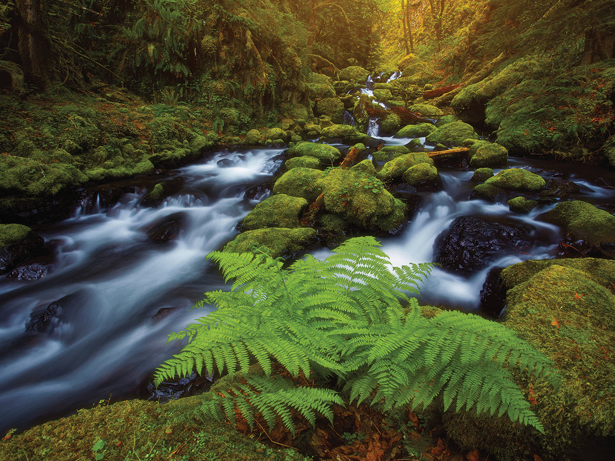 Gorton Creek Fern