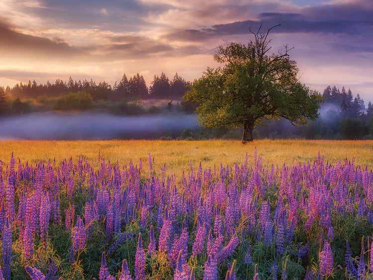 Lupine Sunrise