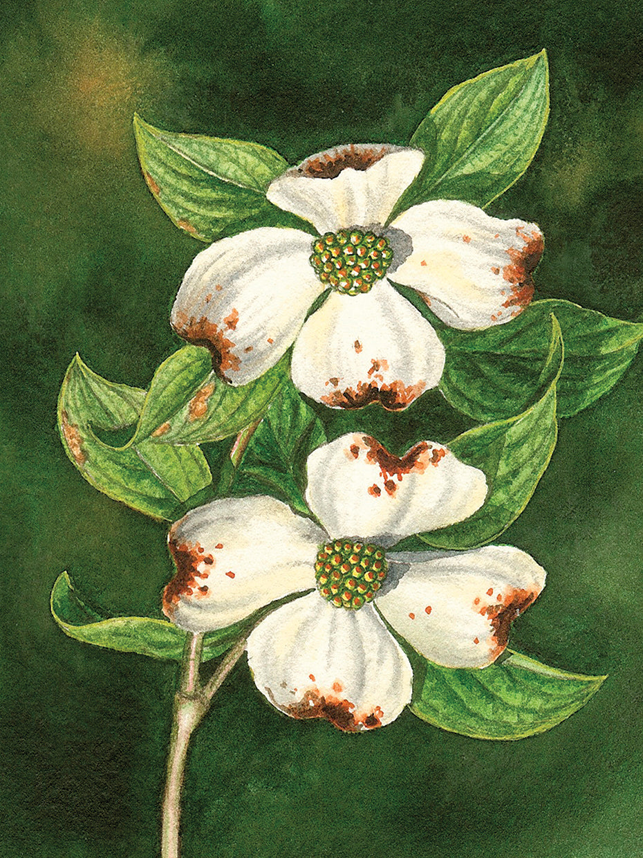 A Couple of Dogwood Blooms