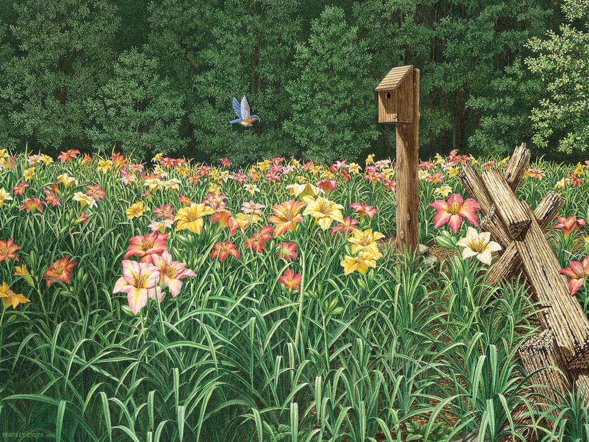 Daylily Days