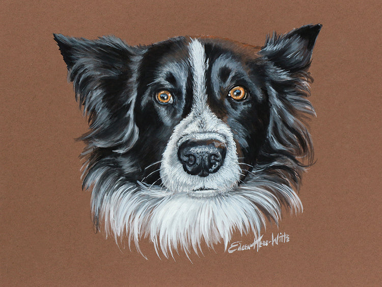 Gunner Border Collie