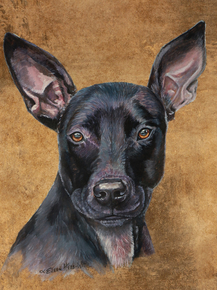 Missy Pitbullmix Dog