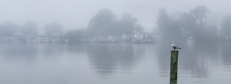 Mannum Ferry