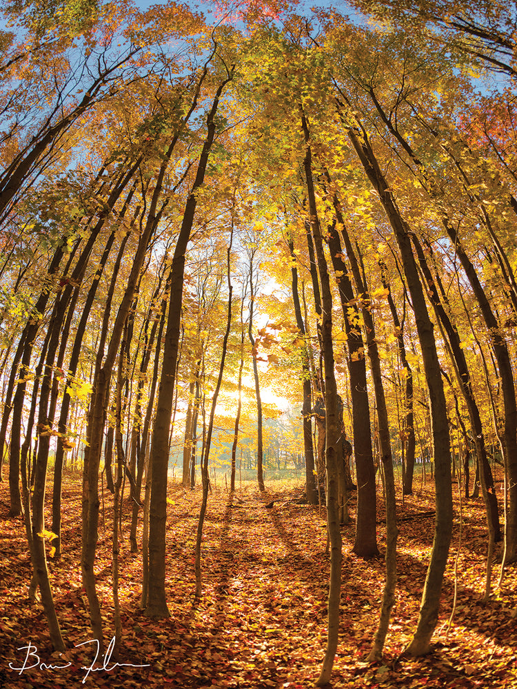 Autumn In The Woods