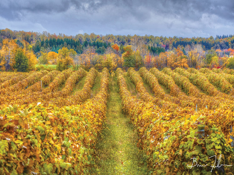 Autumn Vineyards
