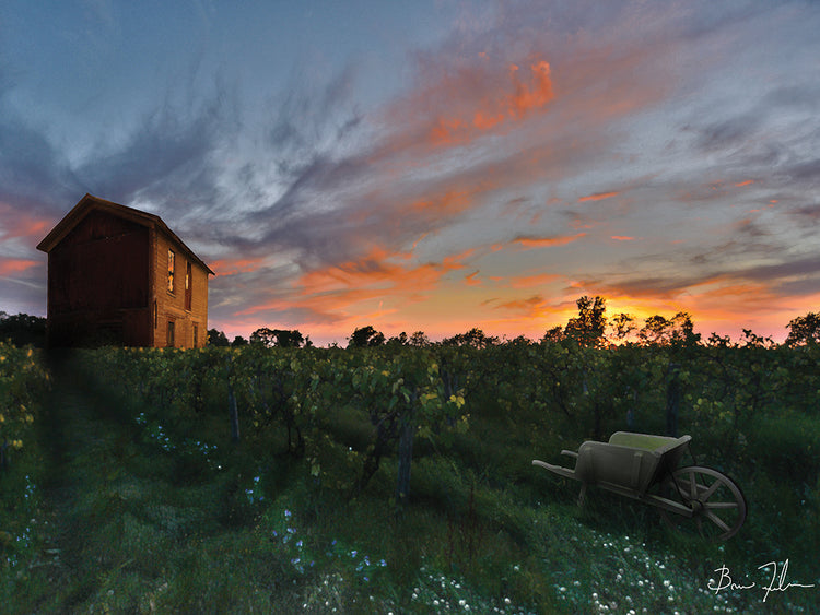 Colors Over The Vineyard