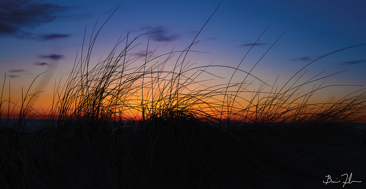 Beach Grass Colors