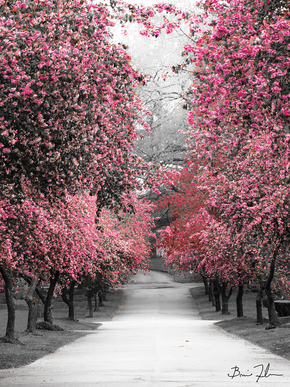 Cotton Candy Walk