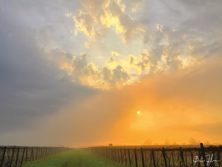 Vineyard Morning