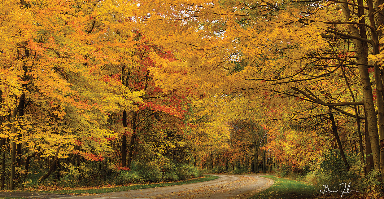 Autumn Canopy