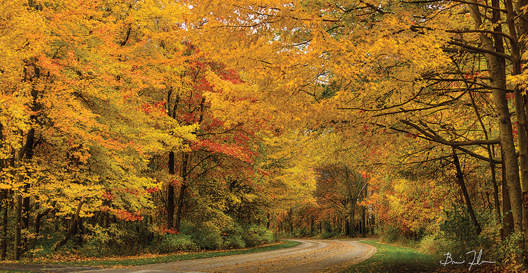 Autumn Canopy