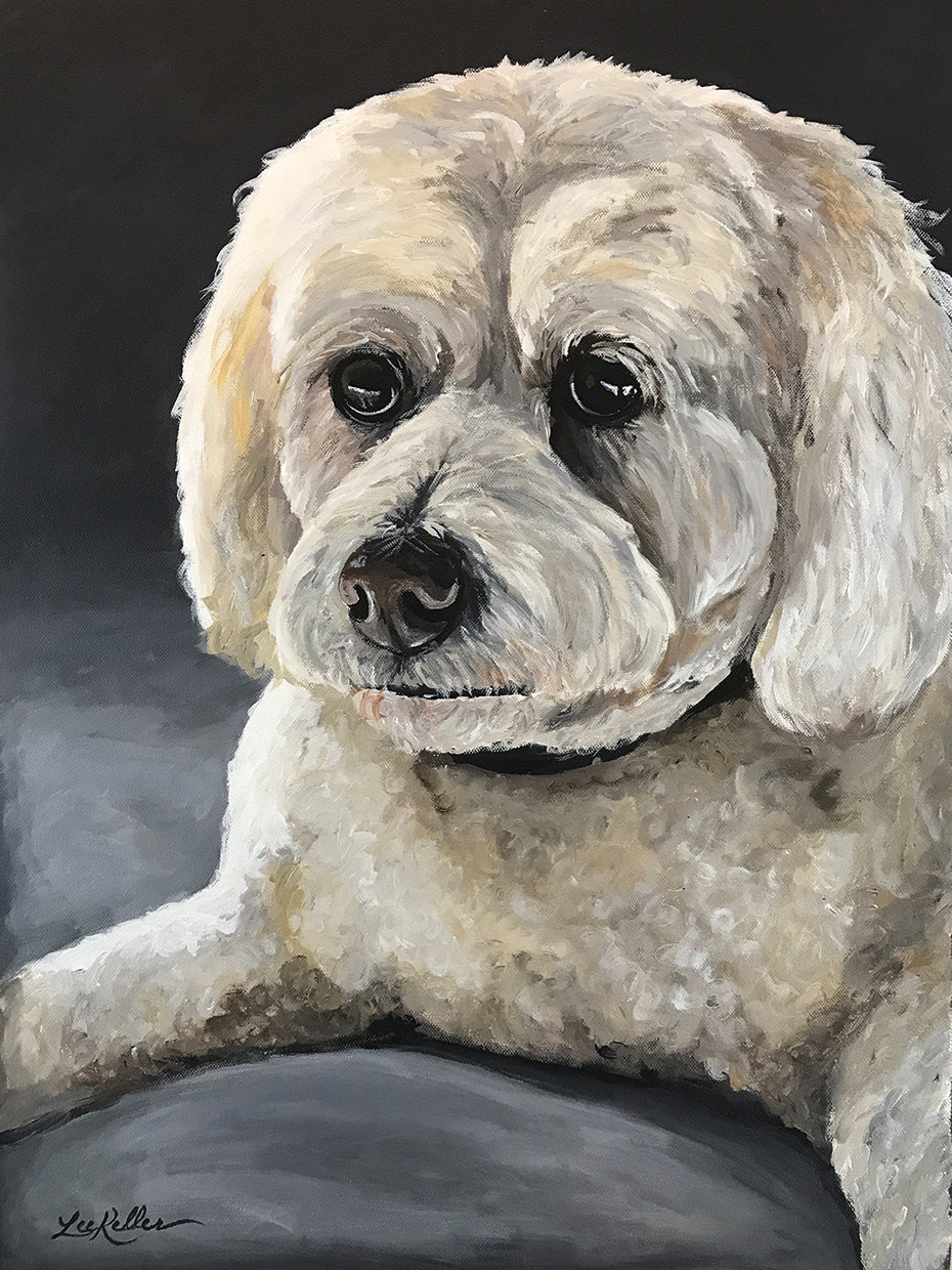 Cockapoo