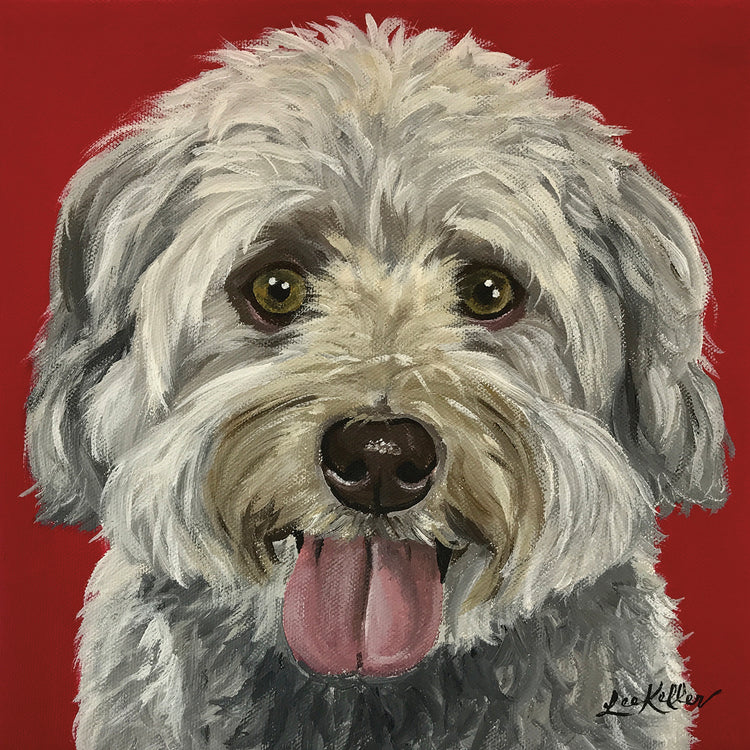 Havanese On Red