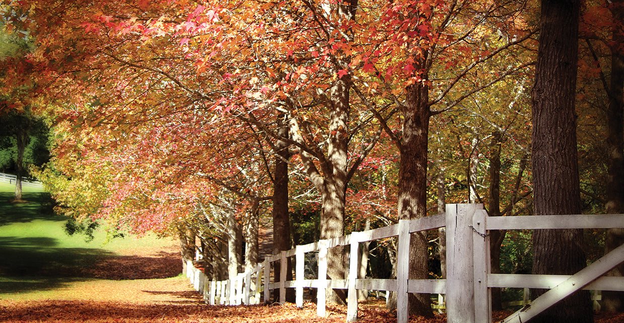 Autumn Moods