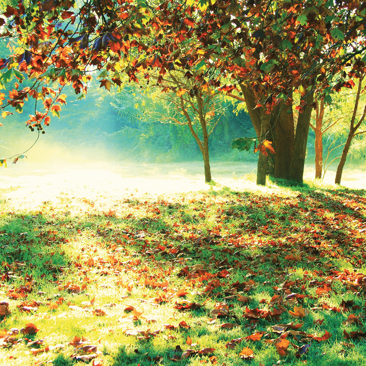 Colourful Morning