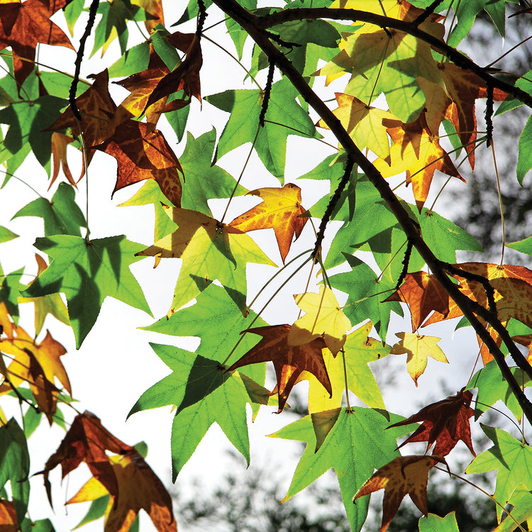 First Signs Of Autumn