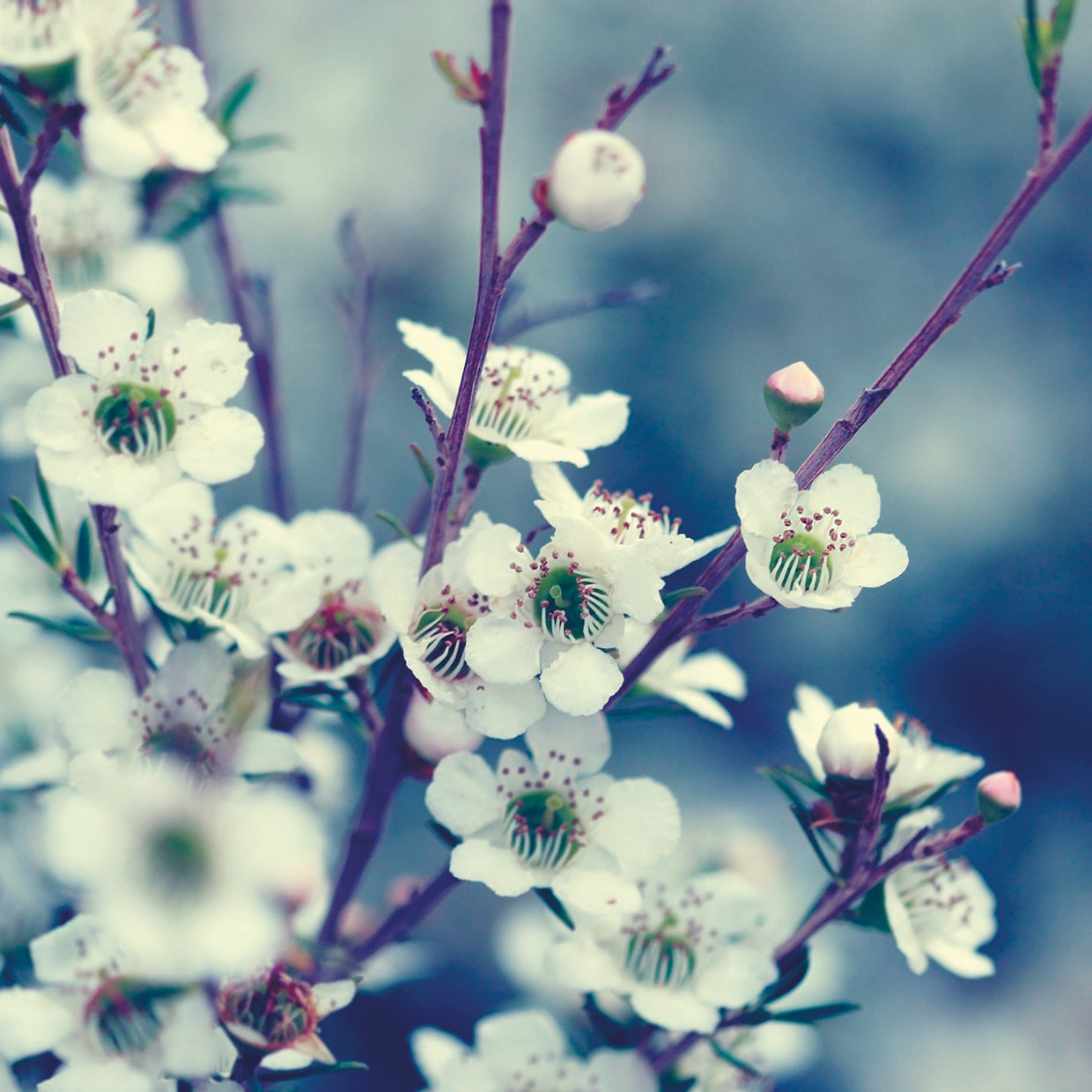 Blues de primavera Lienzo