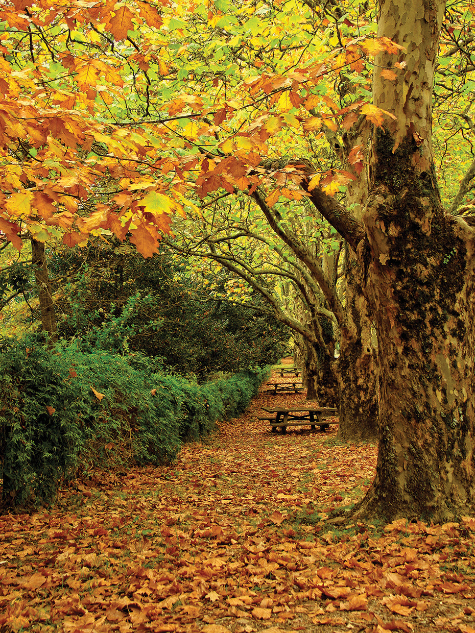 Autumn Tree Line