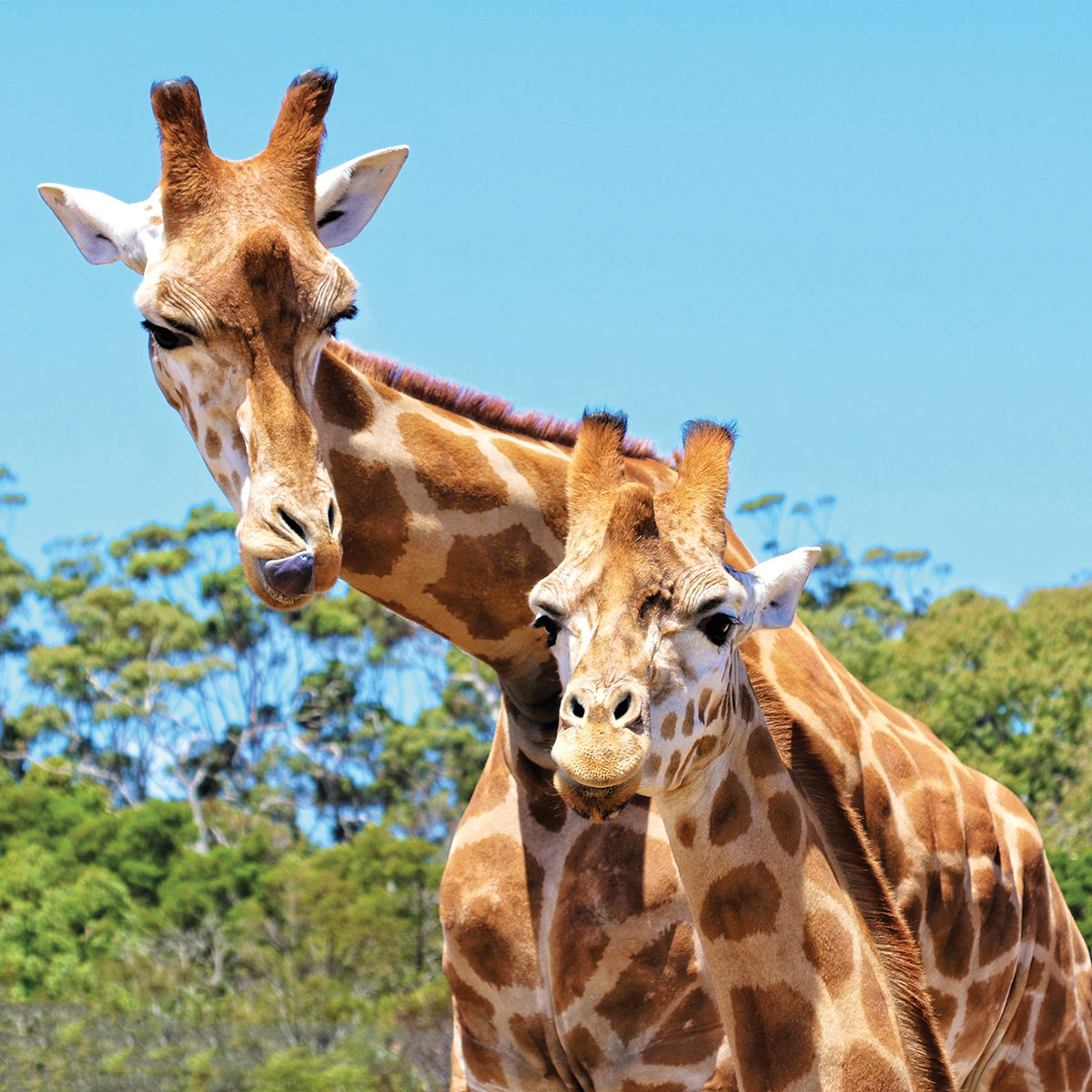 Giraffes