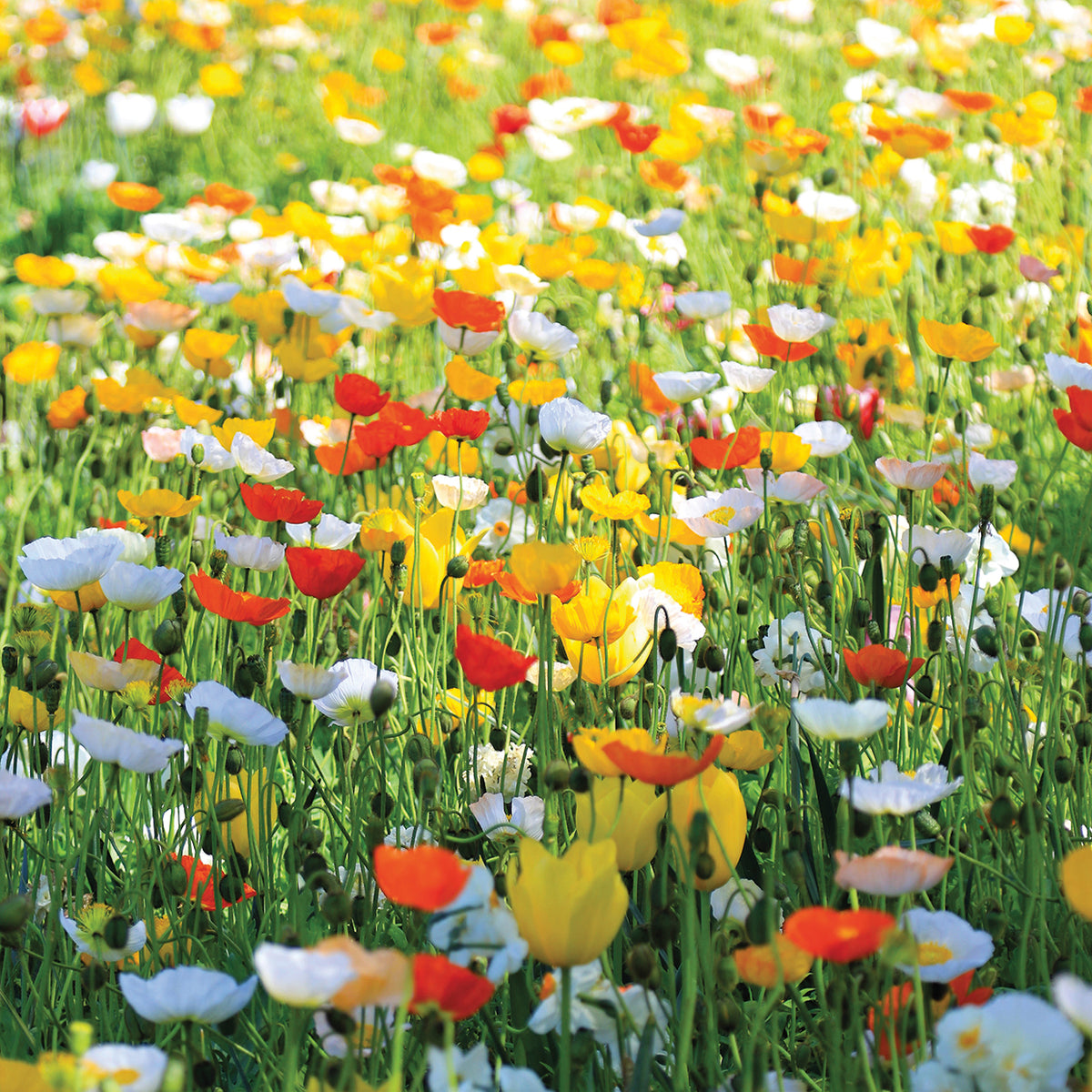 Flowers Photography