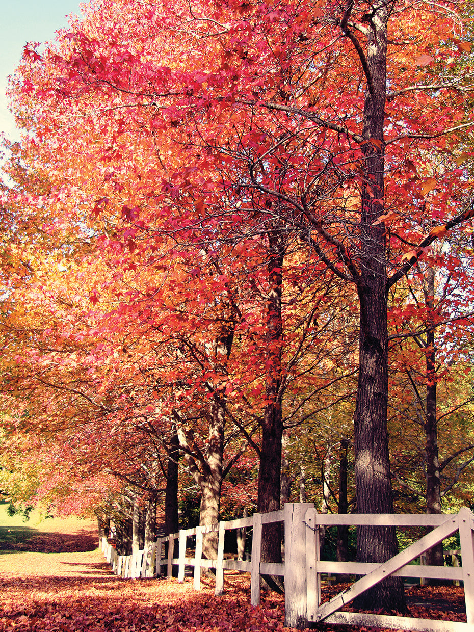 Autumn Garden