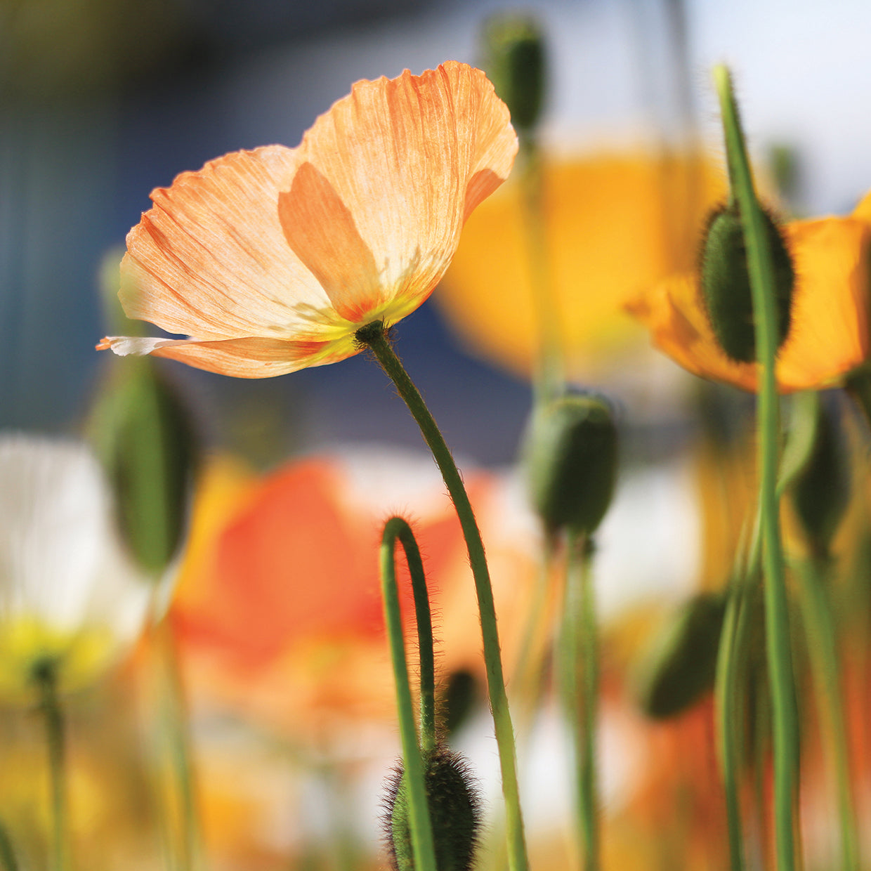 Spring Poppies