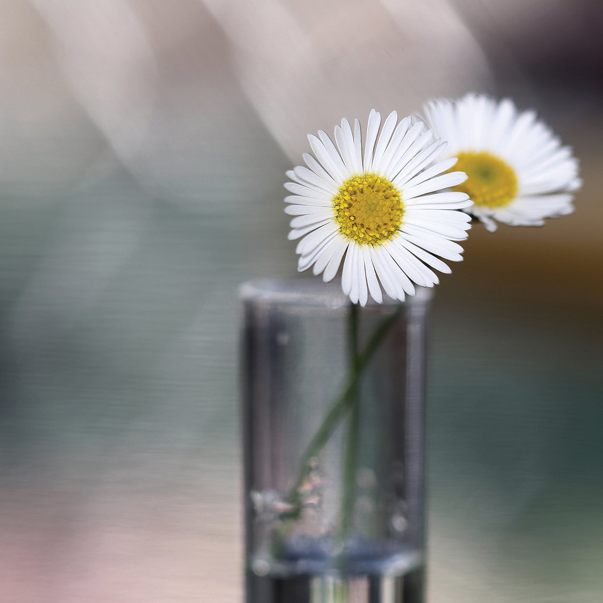 Summer Daisies